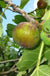 Dauphine Fig - Raintree Nursery