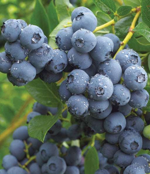 Duke Blueberry-Berries-Aldrich-1 Gallon Pot-