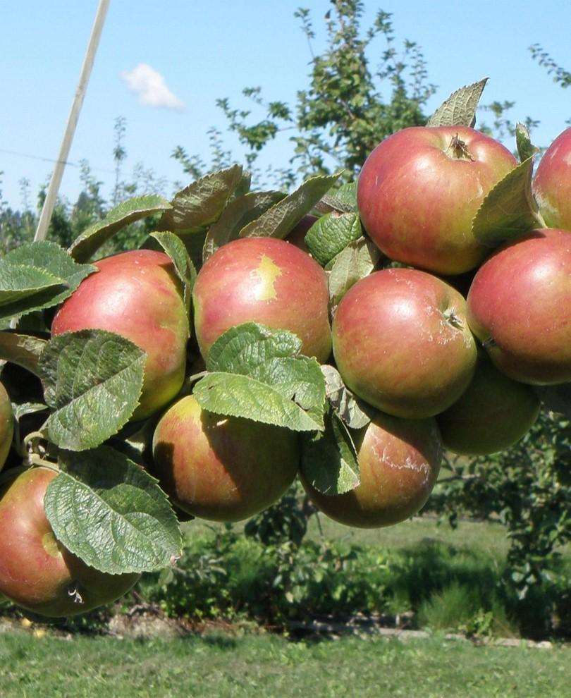 Combo Apple Trees