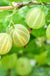 Pixwell Gooseberry - Raintree Nursery