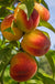 Harken Peach - Raintree Nursery