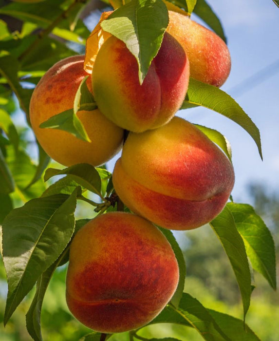 Harken Peach - Raintree Nursery