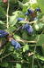 Blue Mist™ Honeyberry-Berries-North Woods-