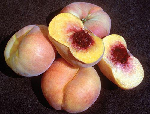 Sweet Bagel Peach - Raintree Nursery