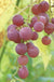 Hungarian Seedless Grape - Raintree Nursery