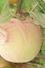 Apple Maggot Control Bags - Raintree Nursery