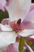 Daybreak Magnolia-Ornamentals-Biringer-2'-3' Tree-