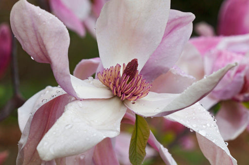 Daybreak Magnolia-Ornamentals-Biringer-2'-3' Tree-