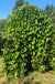 Weeping Mulberry-Fruit Trees-Whitman-