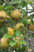 Roxbury Russet Apple-Fruit Trees-Biringer-Dwarf (4'-5')-