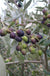 Leccino Olive - Raintree Nursery