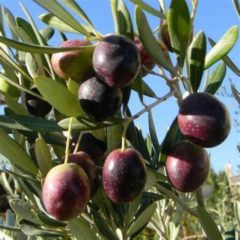 Manzanillo Olive-Fruit Trees-Raintree Prop-2 Quart Pot-
