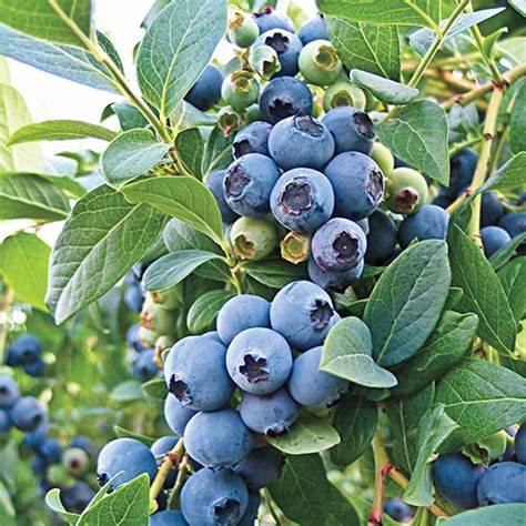 O'Neal Blueberry-Berries-Alpha-1 Gallon Pot-