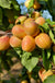 Puget Gold Apricot - Raintree Nursery