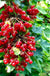 Rolam Red Currant - Raintree Nursery