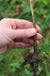 EMLA 7 Apple rootstock - Raintree Nursery