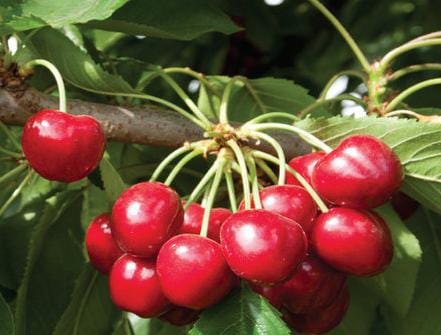 Royal Crimson Cherry - Raintree Nursery