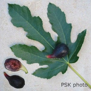 Violette de Bordeaux Fig (Negronne) - Raintree Nursery