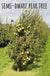 Nye Russet Barlett European Pear - Raintree Nursery