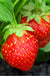 Holiday Strawberry - Raintree Nursery
