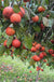 CoffeeCake Persimmon - Raintree Nursery