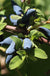 Blue Hokkaido™ Honeyberry - Raintree Nursery