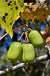 Cordifolia Hardy Kiwi - Raintree Nursery