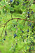 Blue Moon Honeyberry - Raintree Nursery
