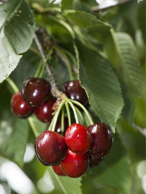 Carmine Jewel Cherry - Raintree Nursery