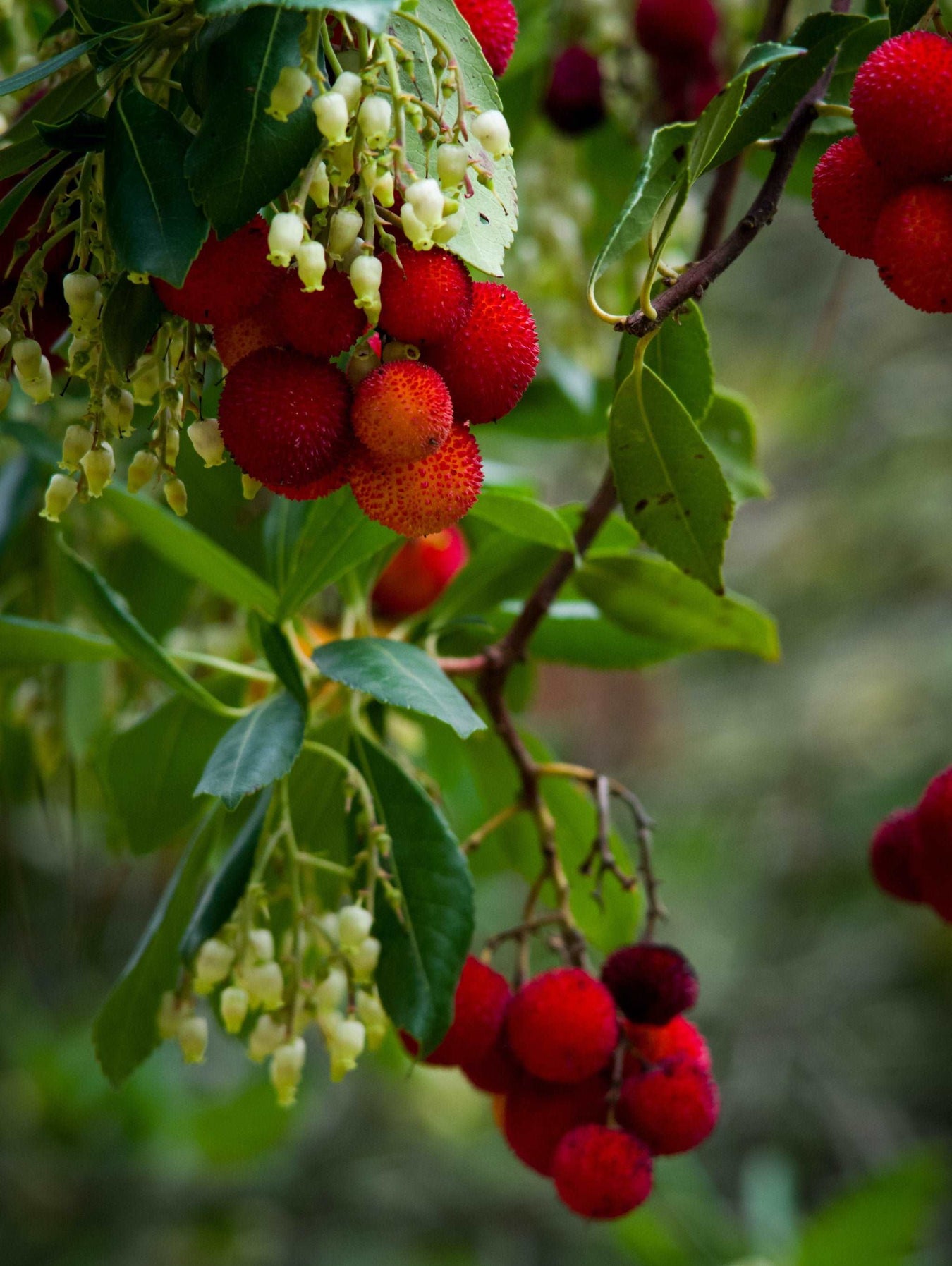Unusual Berries