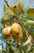 Theilersbirne European Perry Pear - Raintree Nursery