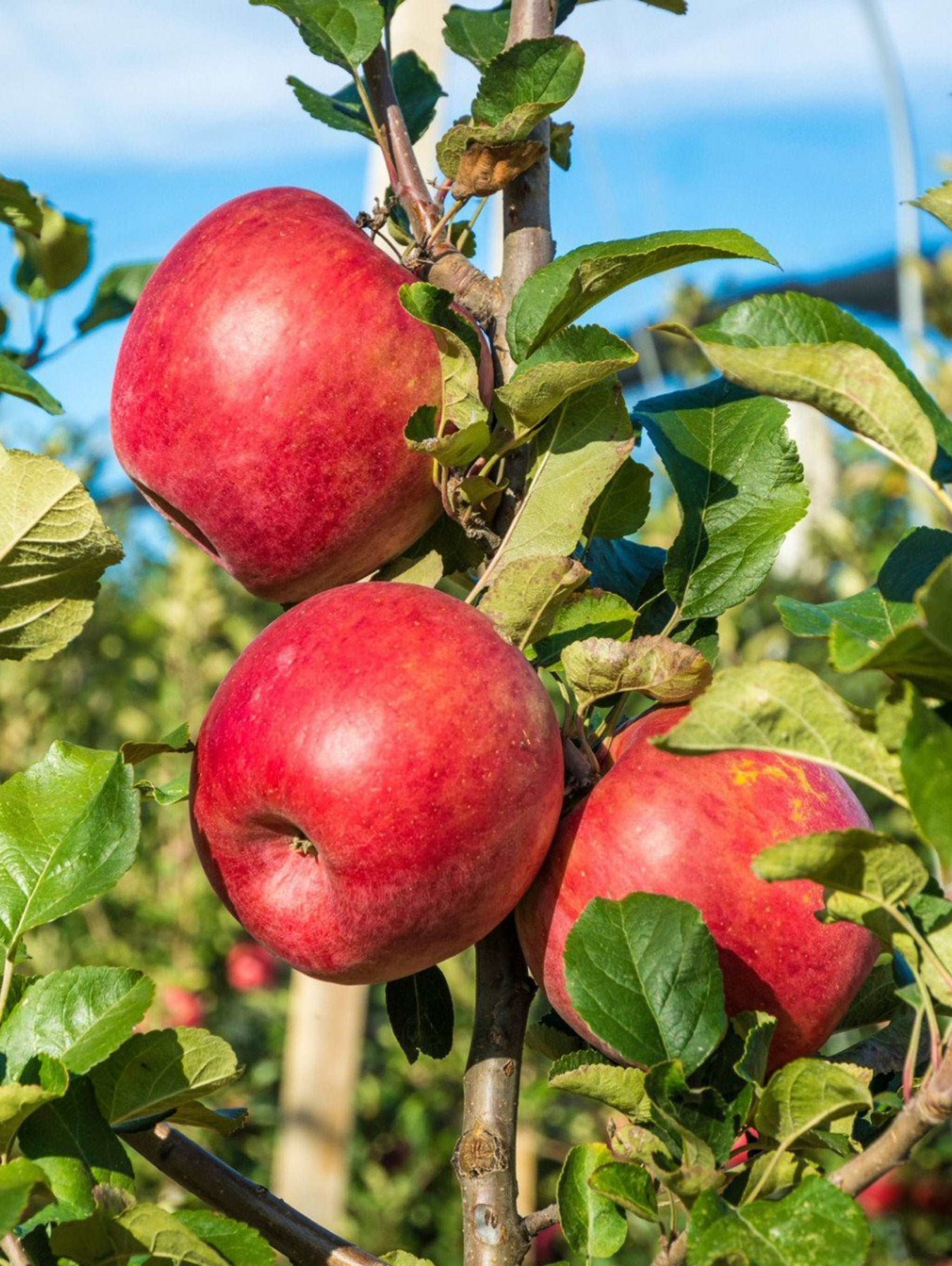 Apple Early Mid Season Pollinators