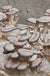 Oyster Mushroom Kit - Raintree Nursery
