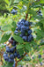 Olympia Blueberry - Raintree Nursery