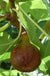 Olympian Fig - Raintree Nursery