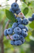 Reka Blueberry - Raintree Nursery