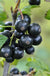 Minaj Smyriou Black Currant - Raintree Nursery