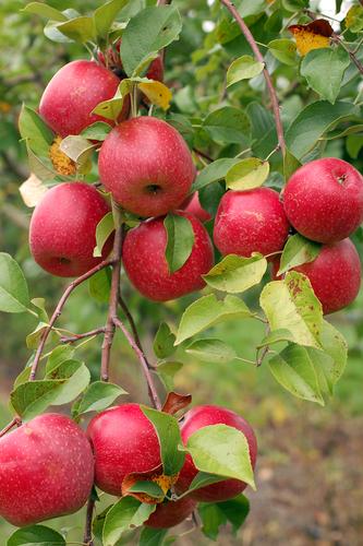Espalier Apple Trees