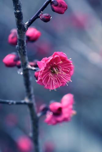 Kanko Bai Flowering Apricot - Raintree Nursery