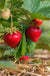 Benton strawberry-Berries-NorCal/Planasa-25 Bareroot Crowns-