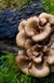 Maitake Mushroom Dowels (100) - Raintree Nursery