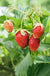 Eversweet Strawberry Bundle (3 Packs)-Raintree Nursery-