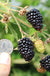 Prime Ark Traveler Thornless Blackberry - Raintree Nursery