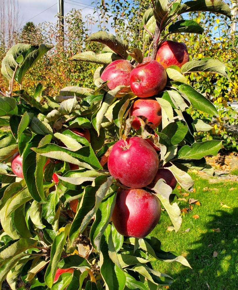 Apple Early Mid Season Pollinators