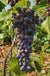 Joy Seedless Grape - Raintree Nursery