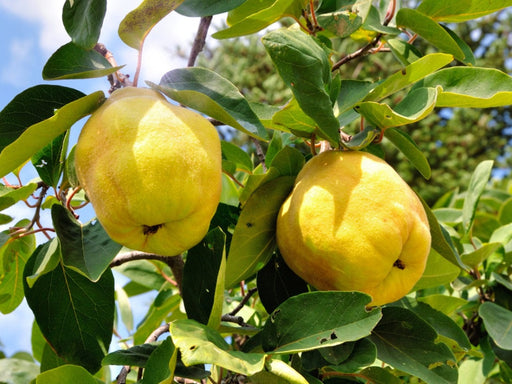 Crimea™ Quince-Fruit Trees-North Woods-1 Gallon Pot-