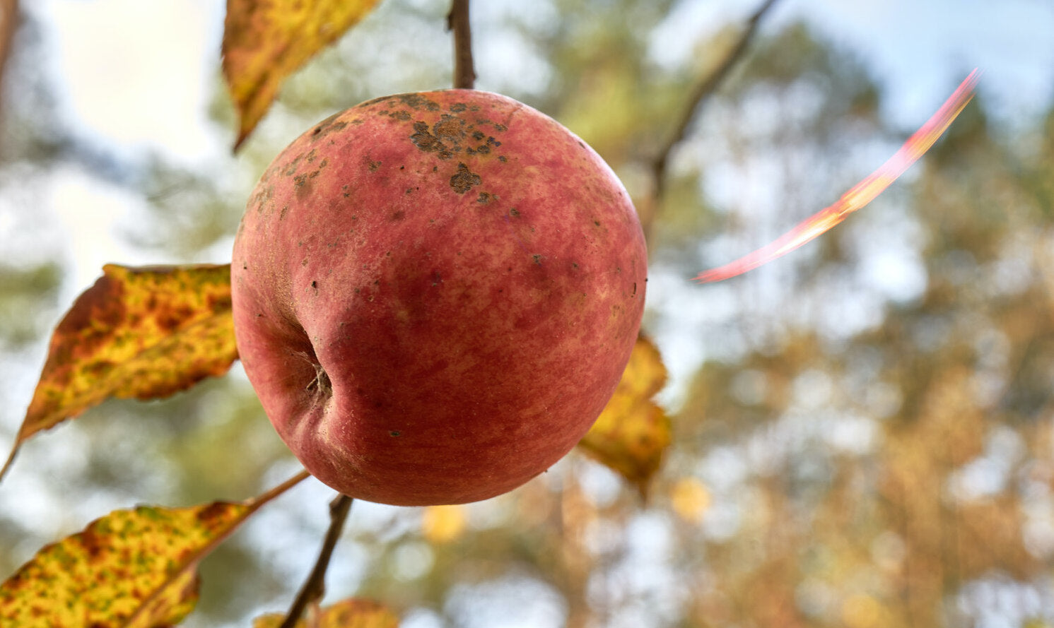 brown spots on apple tree leaves