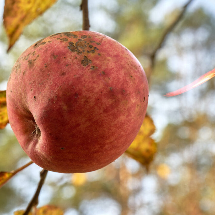 brown spots on apple tree leaves