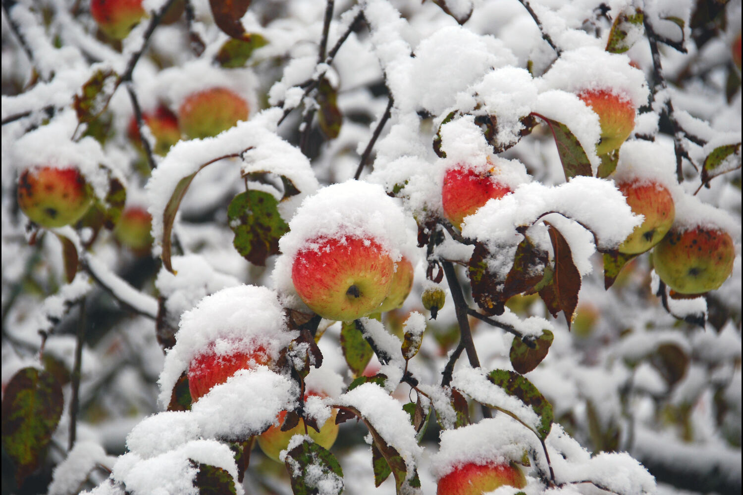 apple tree in winter