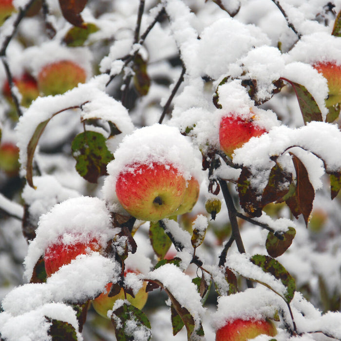 apple tree in winter